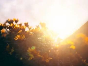 chrysanthemums in sunlight